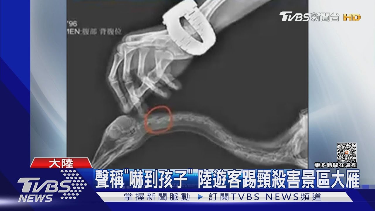 聲稱「嚇到孩子」　陸遊客踢頸殺害景區大雁