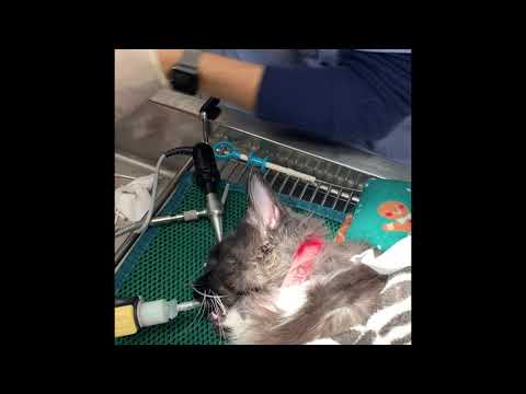 Ear polyps in the ear of a cat. Removal under anesthesia by a veterinarian
