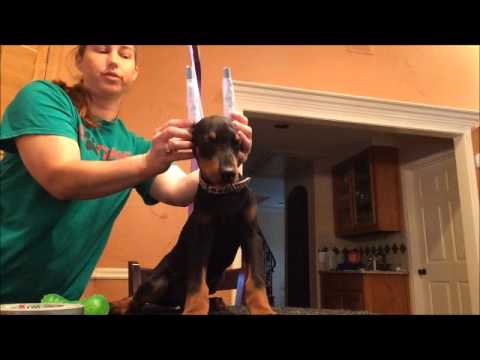 download lagu mp3 mp4 Doberman Puppy Ears, download lagu Doberman Puppy Ears gratis, unduh video klip Doberman Puppy Ears