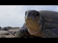 Why Female Turtles are Taking Over Raine Island | Planet Earth III Behind The Scenes