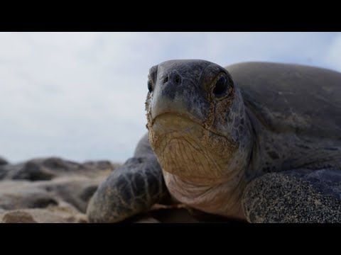Why Female Turtles are Taking Over Raine Island | Planet Earth III Behind The Scenes