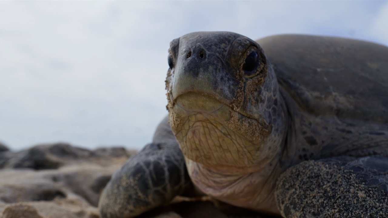 Why Female Turtles are Taking Over Raine Island | Planet Earth III Behind The Scenes