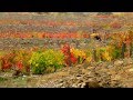 Neblina - Pierre Aderne 