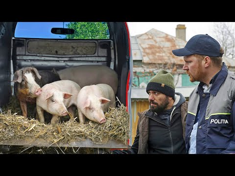 PORCI CONFISCAȚI DE POLIȚIE #3chestii
