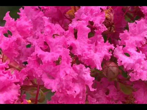 ラズベリーの吸盤を植える方法はいつ実を結びますか