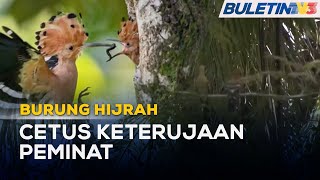 Download lagu BURUNG HIJRAH | Burung Hud Hud Membiak Di Taman Tasik Taiping mp3 Download lagu BURUNG HIJRAH | Burung Hud Hud Membiak Di Taman Tasik Taiping mp3