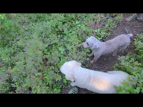 YouTube video about: Can dogs have huckleberries?