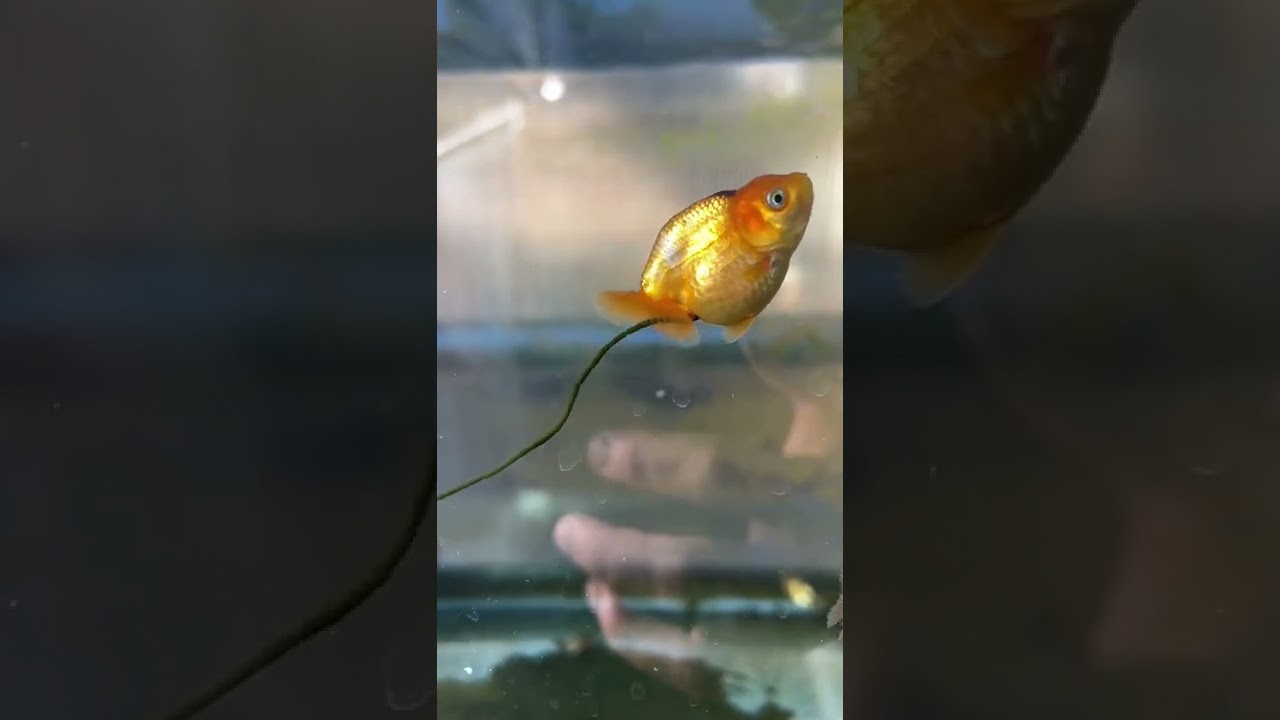My goldfish grew a second tail