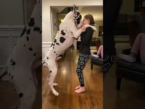⁉️ great Dane has made dancing skills 👌