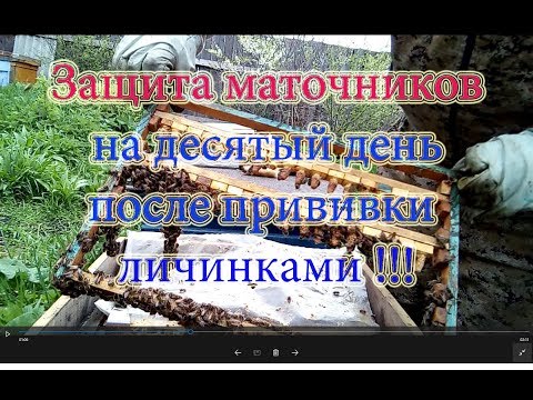 1 Часть. ВЫВОД МАТОК и ЗАЩИТА МАТОЧНИКОВ  НА ДЕСЯТЫЙ ДЕНЬ ПОСЛЕ ПРИВИВКИ.🔥🔥🔥