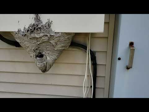 Bald Faced Hornets Make a Call in North Brunswick, NJ