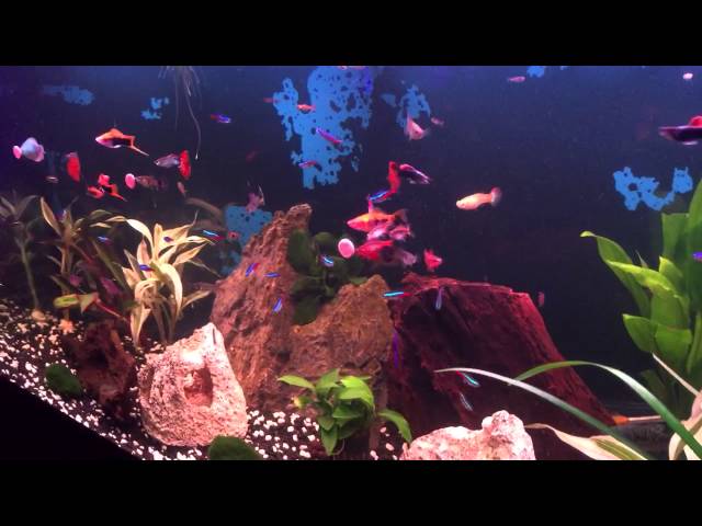 Tropical fish tank - feeding stick on food