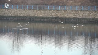Риболовни сдружения в Кърджали алармират, че корморани унищожават рибата в язовирите