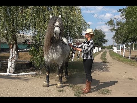 Prezentarea armasarilor din Herghelia Fitero - 2018