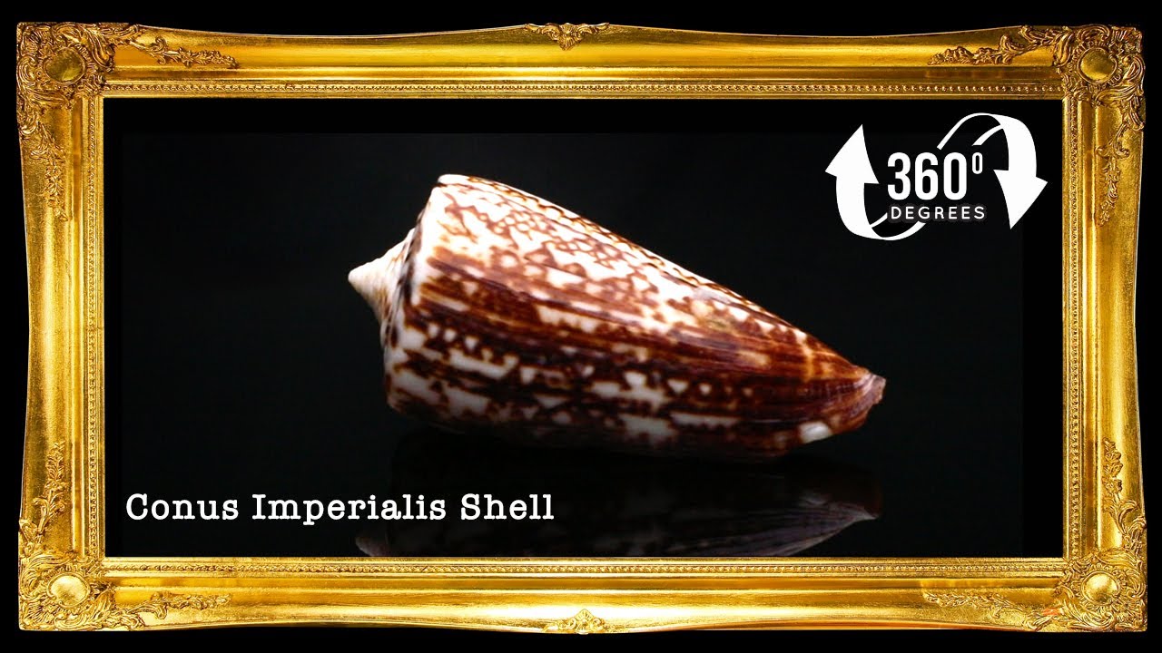 Conus Imperiales | Conus Thalassiarchus Elevata | 1.5 - 3 Inches