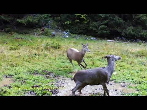 Ciute într-o pădure din Parcul Național Piatra Craiului din cadrul Romsilva