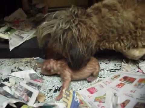 NASCIMENTO DOS FILHOTES DA MILU