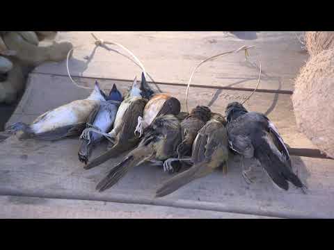 Ce NU s-a văzut la TV &icirc;n "Asia Express". Concurenții au avut parte de șocuri la orice pas! Daniela Crudu descoperă vrăbiuțe moarte de v&acirc;nzare