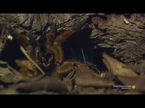 OBT Scene From: Speed Kills S02 E03: Dark Underworld