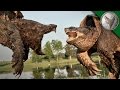 Alligator Snapping Turtle vs Common Snapping Turtl...