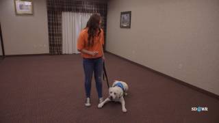 SDWR Training Stop Barking