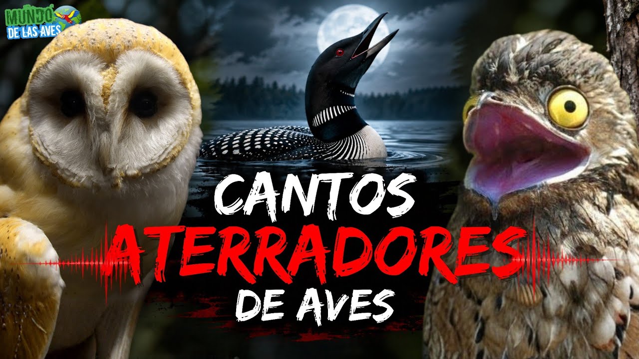 10 AVES CON CANTOS ATERRADORES | Sonidos Extraños de Aves ¡Que Poca Gente Conoce!