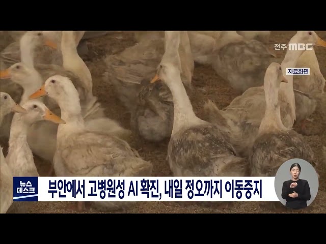 고병원성 AI 의심축 발생, 내일 정오까지 이동중지