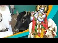 Happy Gopashtami Status Gopashtami Full Screen Status Yashtilokani Gopashtami Krishnabalram G