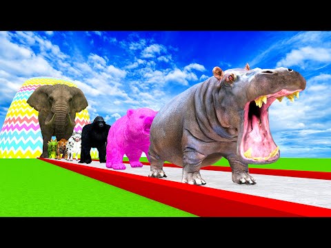 Paint Animals Hippo, Tiger, Elephent, Cow, Bear Fountain Crossing Transformation Cartoon