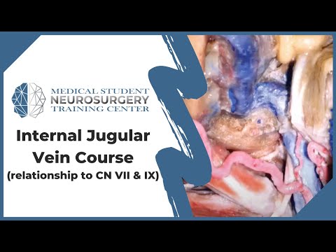 Internal Jugular Vein Course (relationship to CN VII & IX)