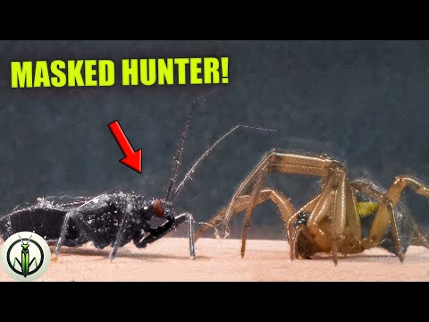 UNBELIEVABLE Encounter: BLACK WIDOW AND ASSASSIN BUG - The BUG That ABSORBS Its PREY!