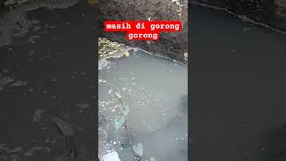 Download lagu sepot gorong gorong yg kemaren dapet ikan lele #mancing #fish #shorts #fishing mp3