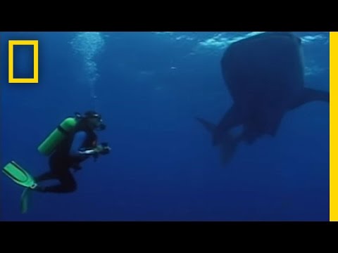 Whale Sharks' Unusual Feast | National Geographic