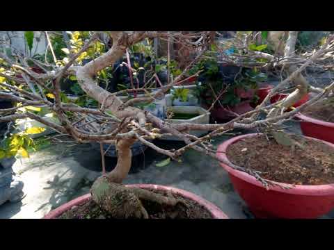 thời điểm tuốt lá mai vàng .sang chậu chuẩn bị đón tết âm lịch 2022