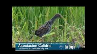 preview picture of video 'Fundación Calidris'