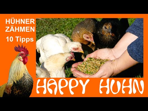 , title : 'E152 Die 10 besten Tipps für zahme Hühner - HAPPY HUHN - Hühner zähmen, wie geht das? Tricks, Ideen'