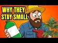 Why Cannabis Buds Stay Small Common Mistakes
