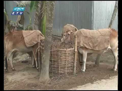 তীব্র শীতে কাঁপছে দেশ, বিভিন্ন স্থানে মৃত্যু