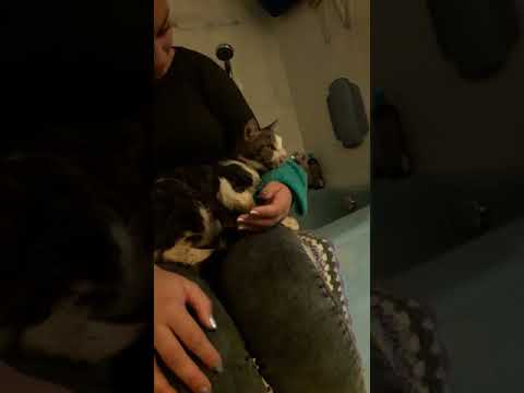 Damaris being petted... a sick street cat from Crete, now in Germany