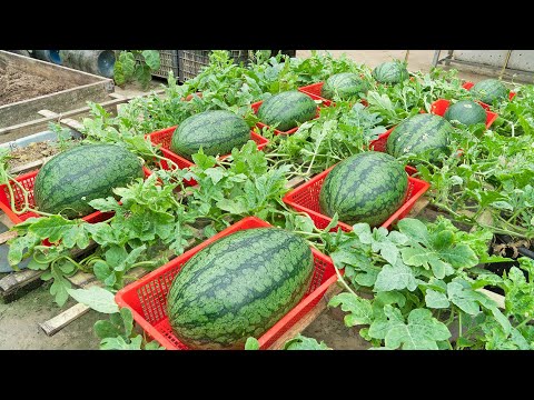 Grow watermelon like this, the fruit will be big and sweet, grow watermelon in a pot of soil