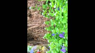 Download lagu kikilu mp3