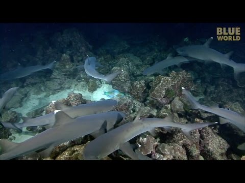 Whitetip Reef Sharks hunting at night at Cocos Island