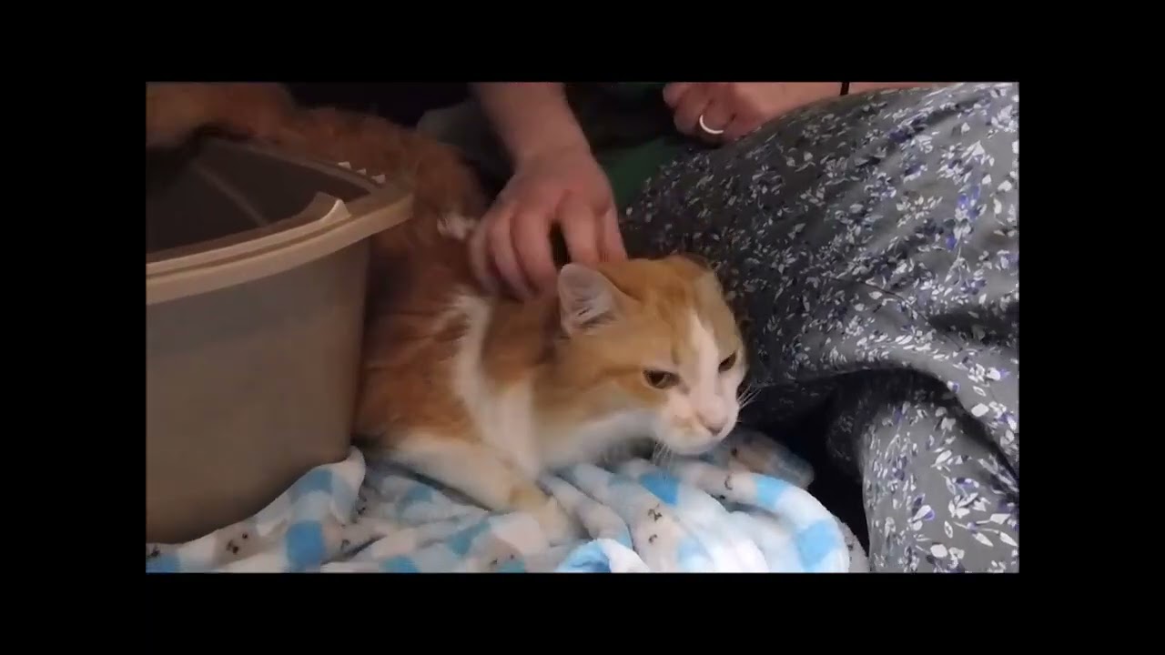 Enlarge SAPPHIRE, a ADOPTABLE Domestic Long Hair in Ironwood, MI video 4/4