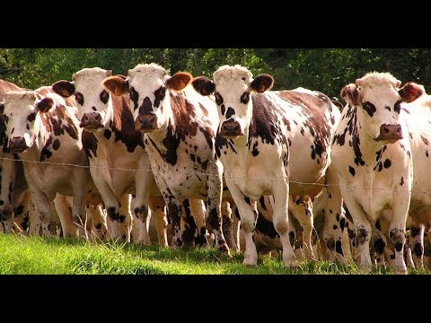 Raising Norman males for meat purposes - Today's Farm