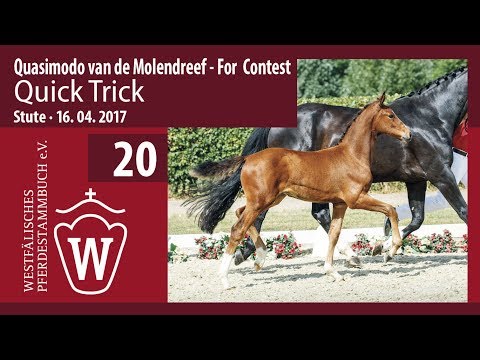 20 Quick Trick  Stute v. Quasimodo van de Molendreef - For Contest