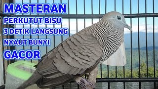 Download lagu Perkutut Lokal Gacor Suara Super Kristal - Pancingan Malas Bunyi  (99%AMPUH BANGET) mp3