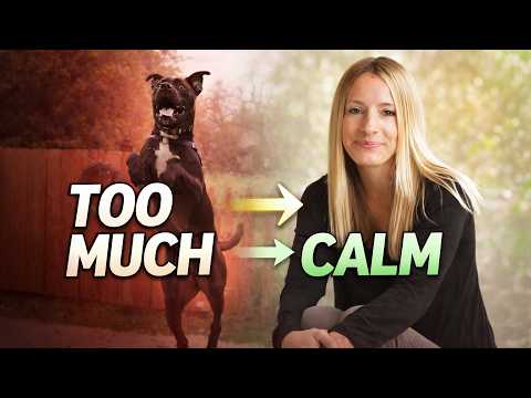 How to Calm an Overstimulated Dog