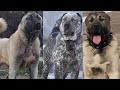 World Most Powerful And Dangerous Kangal Dog