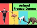 Animal Freeze Dance | Follow Along Activities for Kids