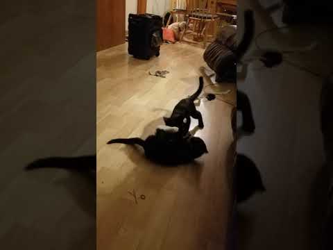 Two playful kittens
